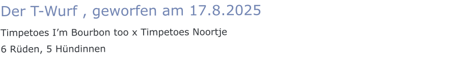 Der T-Wurf , geworfen am 17.8.2025 Timpetoes I’m Bourbon too x Timpetoes Noortje 6 Rüden, 5 Hündinnen