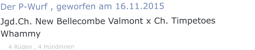 Der P-Wurf , geworfen am 16.11.2015 Jgd.Ch. New Bellecombe Valmont x Ch. Timpetoes Whammy    4 Rüden , 4 Hündinnen