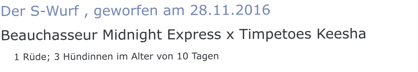 Der S-Wurf , geworfen am 28.11.2016 Beauchasseur Midnight Express x Timpetoes Keesha    1 Rüde; 3 Hündinnen im Alter von 10 Tagen