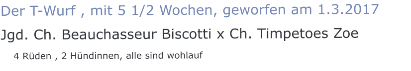 Der T-Wurf , mit 5 1/2 Wochen, geworfen am 1.3.2017 Jgd. Ch. Beauchasseur Biscotti x Ch. Timpetoes Zoe    4 Rüden , 2 Hündinnen, alle sind wohlauf