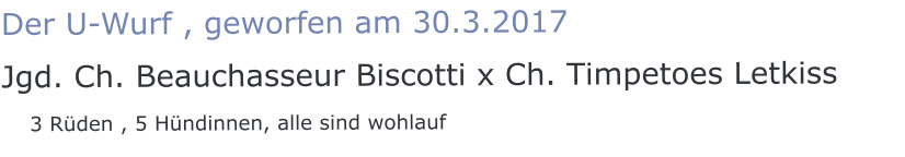 Der U-Wurf , geworfen am 30.3.2017 Jgd. Ch. Beauchasseur Biscotti x Ch. Timpetoes Letkiss    3 Rüden , 5 Hündinnen, alle sind wohlauf
