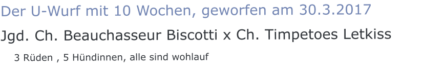 Der U-Wurf mit 10 Wochen, geworfen am 30.3.2017 Jgd. Ch. Beauchasseur Biscotti x Ch. Timpetoes Letkiss    3 Rüden , 5 Hündinnen, alle sind wohlauf