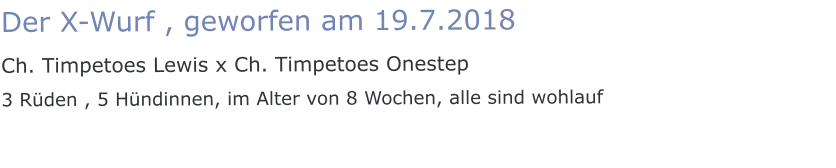 Der X-Wurf , geworfen am 19.7.2018  Ch. Timpetoes Lewis x Ch. Timpetoes Onestep 3 Rüden , 5 Hündinnen, im Alter von 8 Wochen, alle sind wohlauf