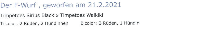 Der F-Wurf , geworfen am 21.2.2021 Timpetoes Sirius Black x Timpetoes Waikiki Tricolor: 2 Rüden, 2 Hündinnen        Bicolor: 2 Rüden, 1 Hündin
